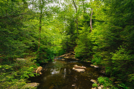 一条小溪在茂密的森林，在里基茨格伦州立公园，Pennsylva