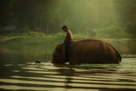 泰国在昌村 mahout 大象公园在池塘里游泳