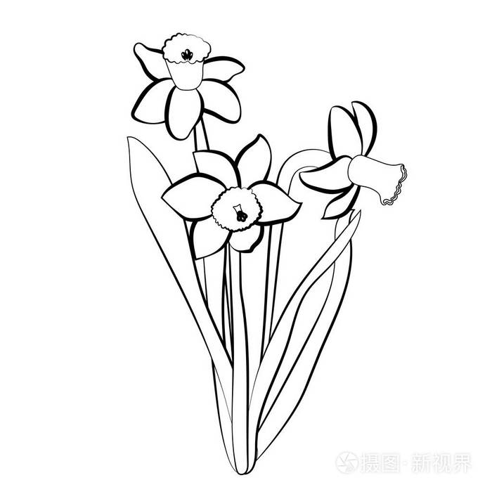 三手绘制的水仙花优雅的老式卡白色的水仙黑色描边矢量图