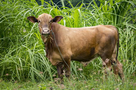 褐色的母牛，对自然背景的图像。动物农场