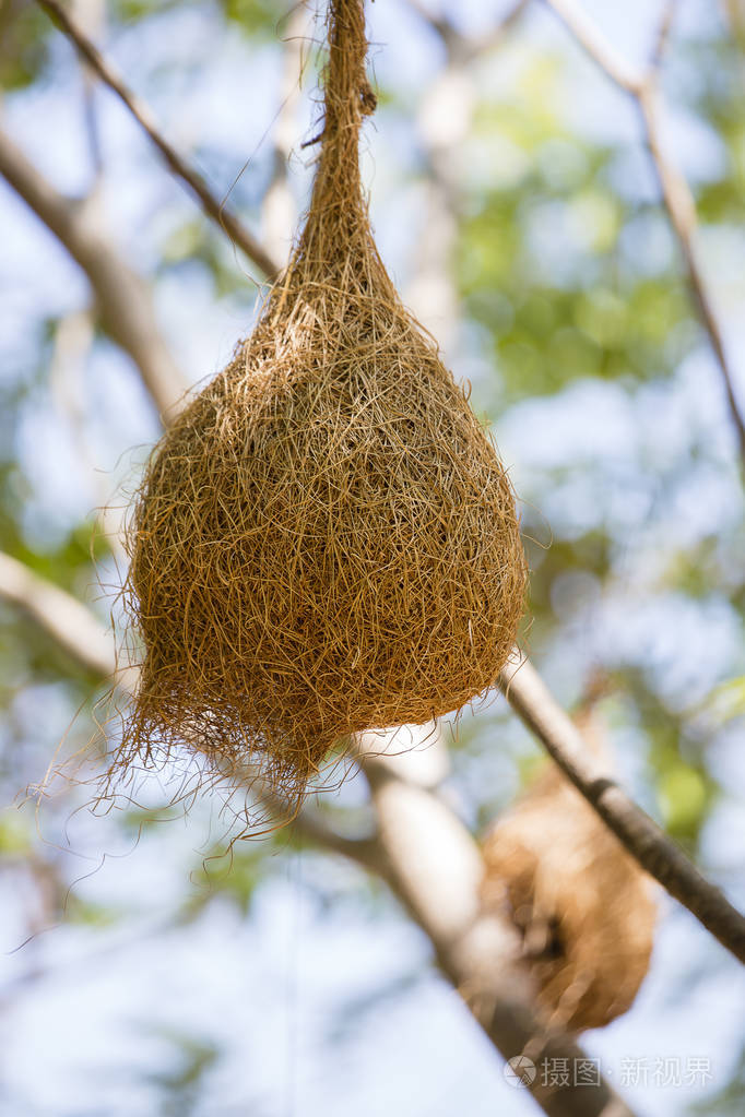 挂在树枝上的鸟巢