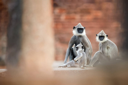 灰叶家庭，Semnopithecus 长尾，坐在石头上地面对 Jetavanaramaya 寺的红砖。从世界遗产城市阿努拉德普勒