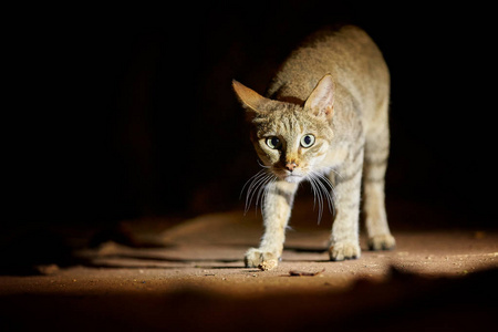 关闭,晚上图片的非洲野猫,猫根系 lybica,雄猫寻找猎物,点亮了黑色