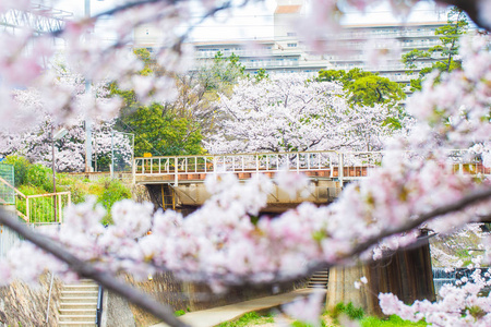 日本樱花背景观光列车图片