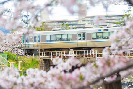 日本樱花背景观光列车图片