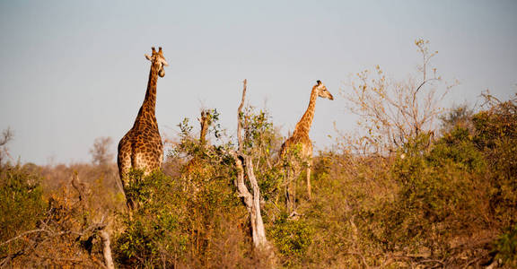 在南非野生动物保护区和长颈鹿