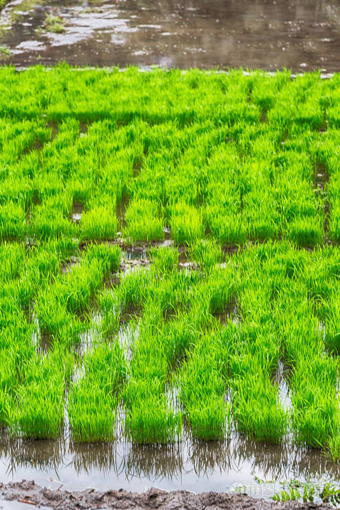一片稻田谷物栽培的特写