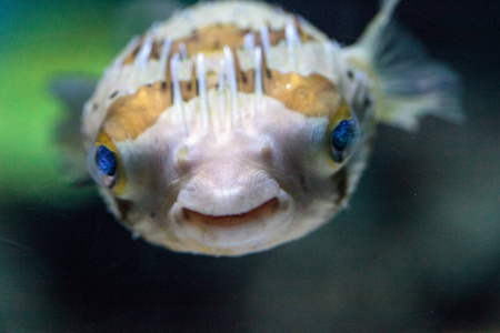 多刺 porcupinefish 鱼虎 holocanthus 有闪光的智慧的眼睛照片