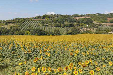一般认为的绿色意大利景观与向日葵
