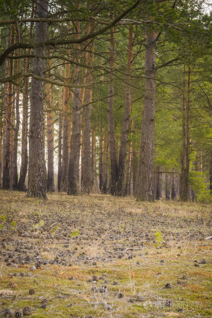 松树林早晨