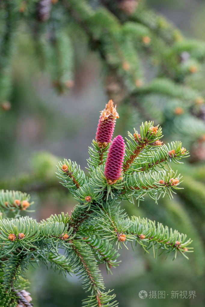 挪威云杉上的幼锥