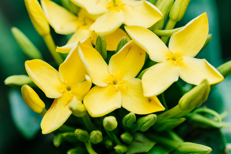 在多云的灯光下拍摄黄色 ixora 特写镜头