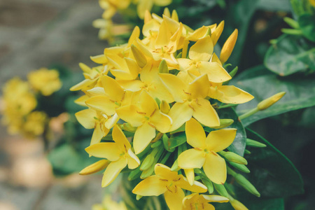 花园里的黄色仙丹花。