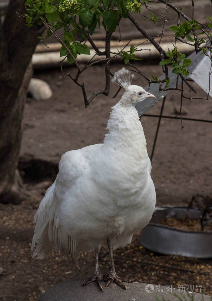 在公园里的白孔雀