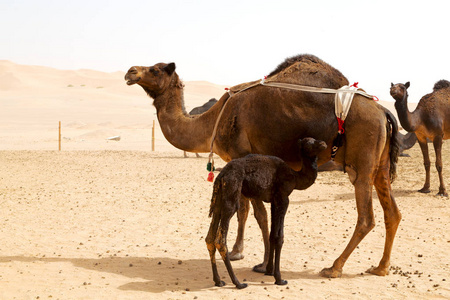 在阿曼免费单峰骆驼