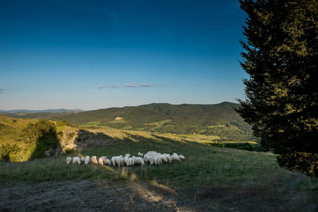 沃尔泰拉，托斯卡纳2017 年 5 月 21 日成群的牛羊在山岗上，