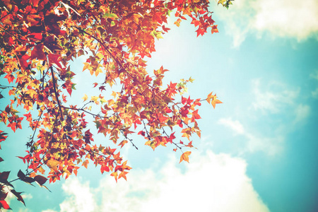 美丽的秋天的落叶和天空背景