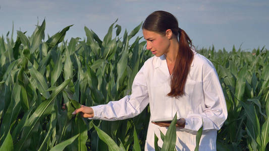 一位植物专家，审视玉米田，穿白大褂让平板电脑 背景绿化概念生态 生物产品 检验 水 天然产物测试分析专业