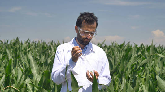 一位植物专家,考察玉米田,穿白大褂抽取样品的叶片水分,绿化概念生态