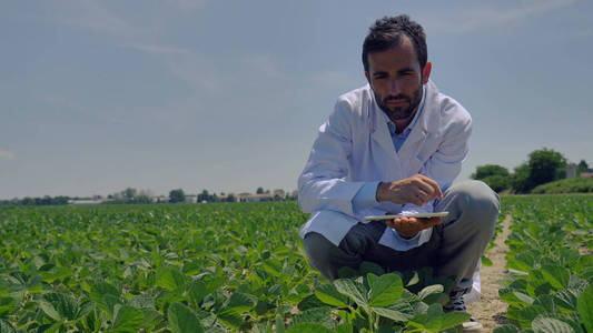 植物专家,检查场大豆,穿白大褂在平板电脑上,绿叶背景进行了测试分析.
