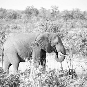 在南非野生动物自然保护区和大象