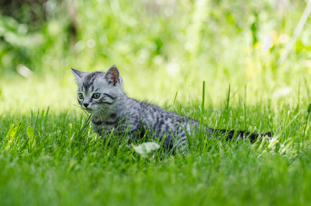 一只可爱的小猫学会的第一步独立