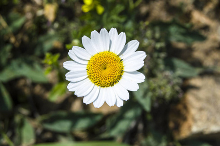 在自然环境中生长的白色和黄色雏菊, 有雏菊的雏菊不喜欢 fal 的外观