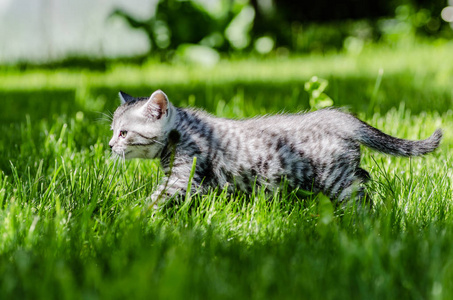 一只可爱的小猫学会的第一步独立