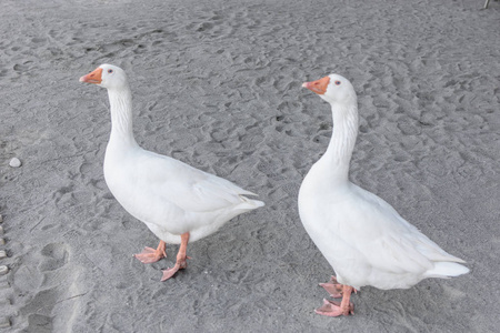 两个漂亮的粗壮鹅正沿着沙滩走图片