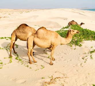 沙漠在海边免费骆驼阿曼空季