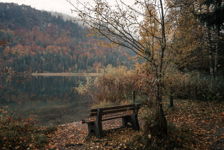 福森，巴伐利亚，德国。秋天的树林包围的湖 Schwansee