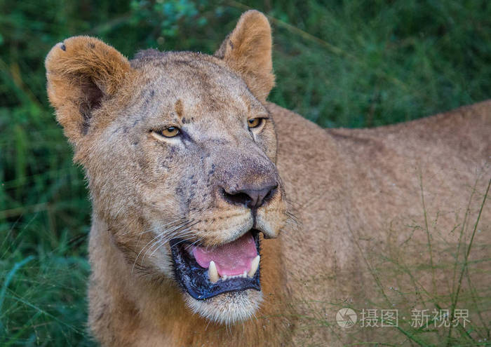 afrion狮子在哈雷恩皇家国家公园在萨凡纳