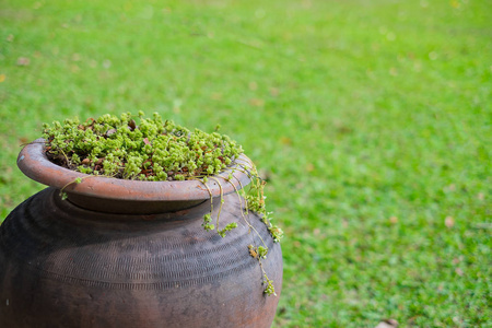 小藤植物生长在花盆或粘土罐在花园里