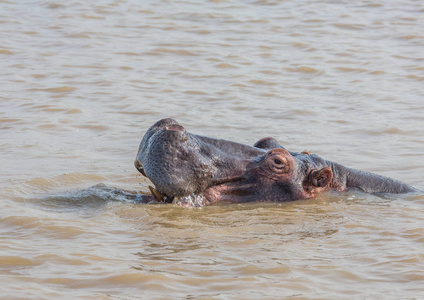 河马在 S Isimangaliso 湿地公园水中