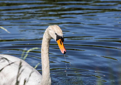 在布埃琴巴赫区的池塘上的成年静音天鹅