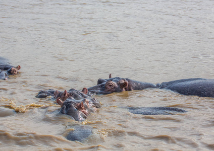 河马在 S Isimangaliso 湿地公园水中