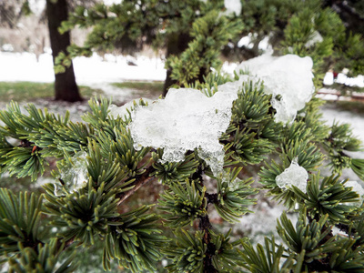 松树树枝覆盖雪