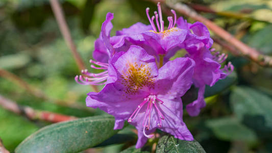 在花园里绽放美丽的紫色杜鹃。宏观