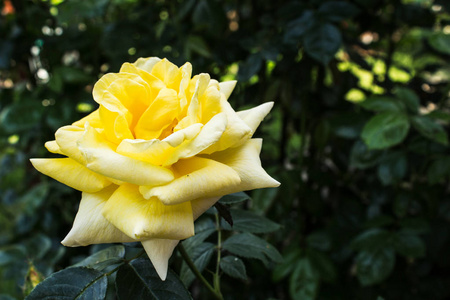 苍白口哨灌木公园里灌木丛中的黄玫瑰照片