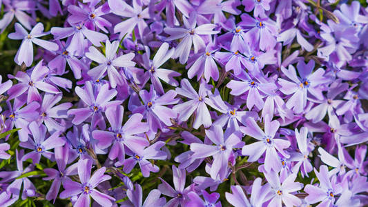 花园里绽放着美丽的紫色花朵。宏观