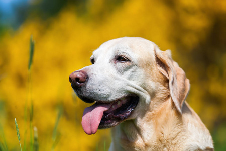 头像的旧的拉布拉多犬