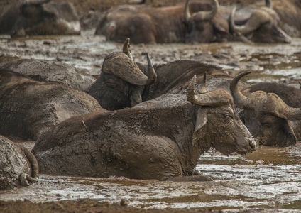 一群非洲 buffolos 躺在豪鲁维 imfo 泥浆中
