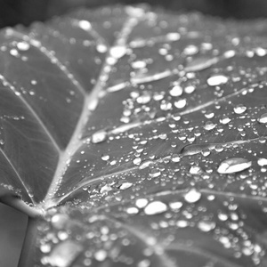 在一片雨后的叶子几滴