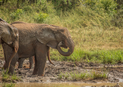 非洲大草原大象在水坑在豪鲁维 imfolo