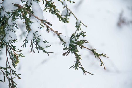 分支和雪与模糊的背景