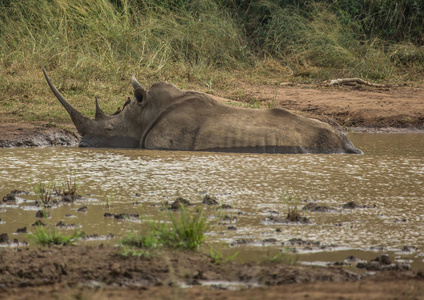 在 hluhl 的一个水坑附近, 白色犀牛躺在泥巴里