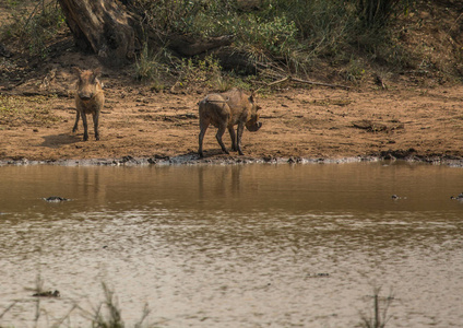 hluhluwe imfolozi 公园一个水坑附近的 warthog