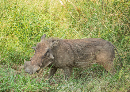赫鲁韦伊姆福洛齐公园草原上的疣猪