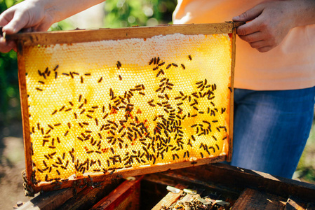 蜜蜂蜂巢的帧。养蜂人收获蜜糖。蜜蜂吸烟者