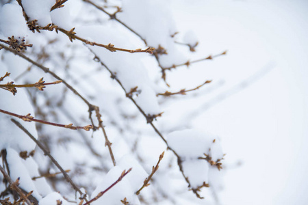 小的分支和雪与模糊的背景